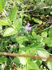 Vinca difformis