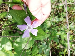 Vinca difformis