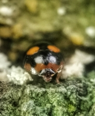 Cyllodes