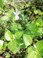 Vinca difformis