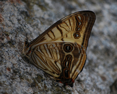 Morpho sulkowskyi