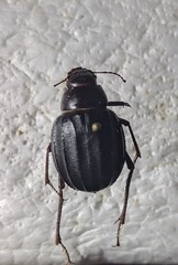Pimelia arabica