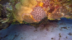 Mycetophyllia