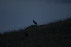 Osphranter robustus robustus