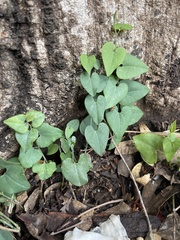 Aristolochia baetica