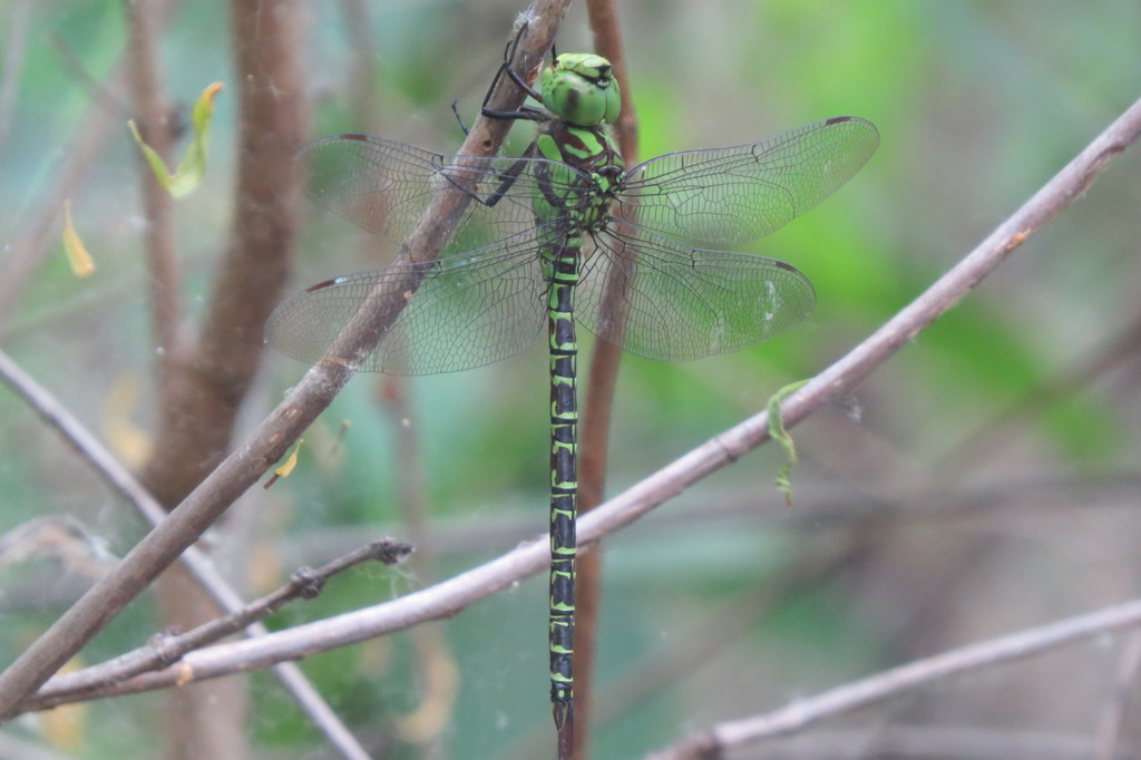 Regal Darner