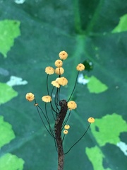 Marasmius crinis-equi