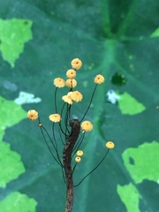 Marasmius crinis-equi