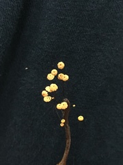 Marasmius crinis-equi