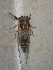 Popplepsalta corymbiae