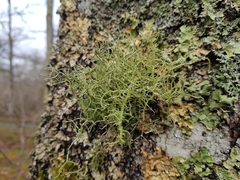 Usnea ceratina