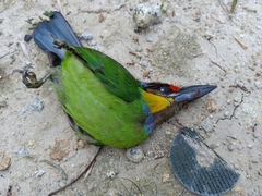 Psilopogon chrysopogon laetus