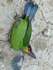 Psilopogon chrysopogon laetus