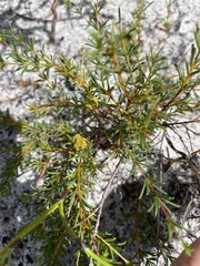 Acacia baueri