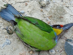Psilopogon chrysopogon laetus
