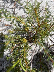 Acacia baueri