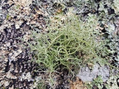 Usnea ceratina