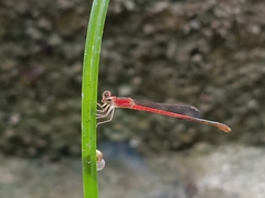 Agriocnemis pygmaea