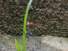 Agriocnemis pygmaea