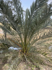 Phoenix dactylifera
