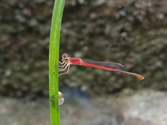 Agriocnemis pygmaea