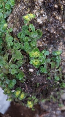 Chrysosplenium oppositifolium