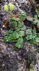 Chrysosplenium oppositifolium