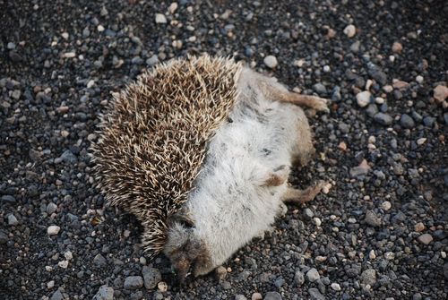 アルジェリアハリネズミ