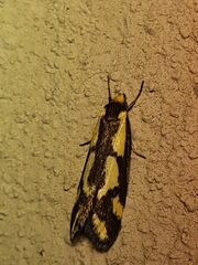 Palimmeces poecilella