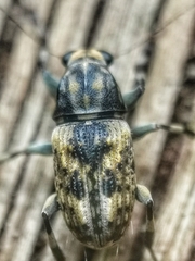 Habrissus