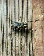 Habrissus