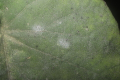 Pseudoidium ipomoeae