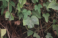 Pseudoidium ipomoeae