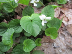 Viola blanda