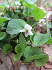 Viola blanda