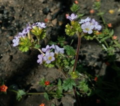 Phacelia suaveolens