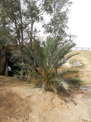 Phoenix dactylifera