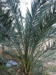Phoenix dactylifera
