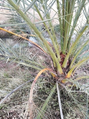 Phoenix dactylifera