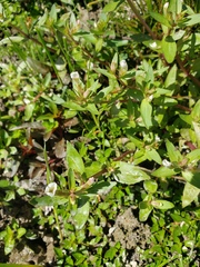 Gratiola virginiana