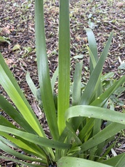 Iris foetidissima