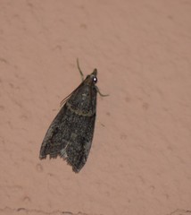 Acrobasis obliqua
