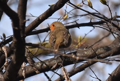 Erithacus rubecula