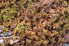 Sphagnum centrale