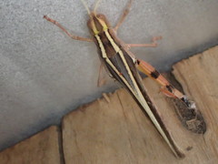 Macrocara conglobata