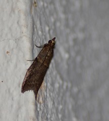 Acrobasis obliqua