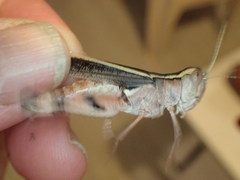 Macrocara conglobata