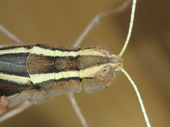 Macrocara conglobata
