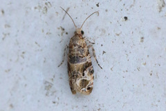 Lobesia transtrifera