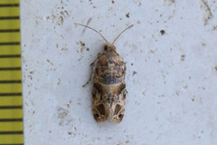 Lobesia transtrifera